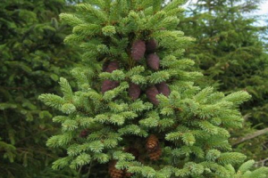 Ело чорний Ело чорний